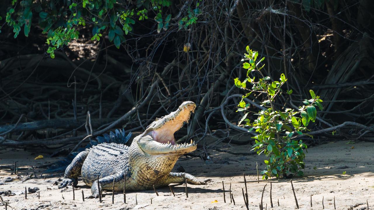 A 9-year-old was attacked by a croc at the Kakadu National Park. Picture: Supplied