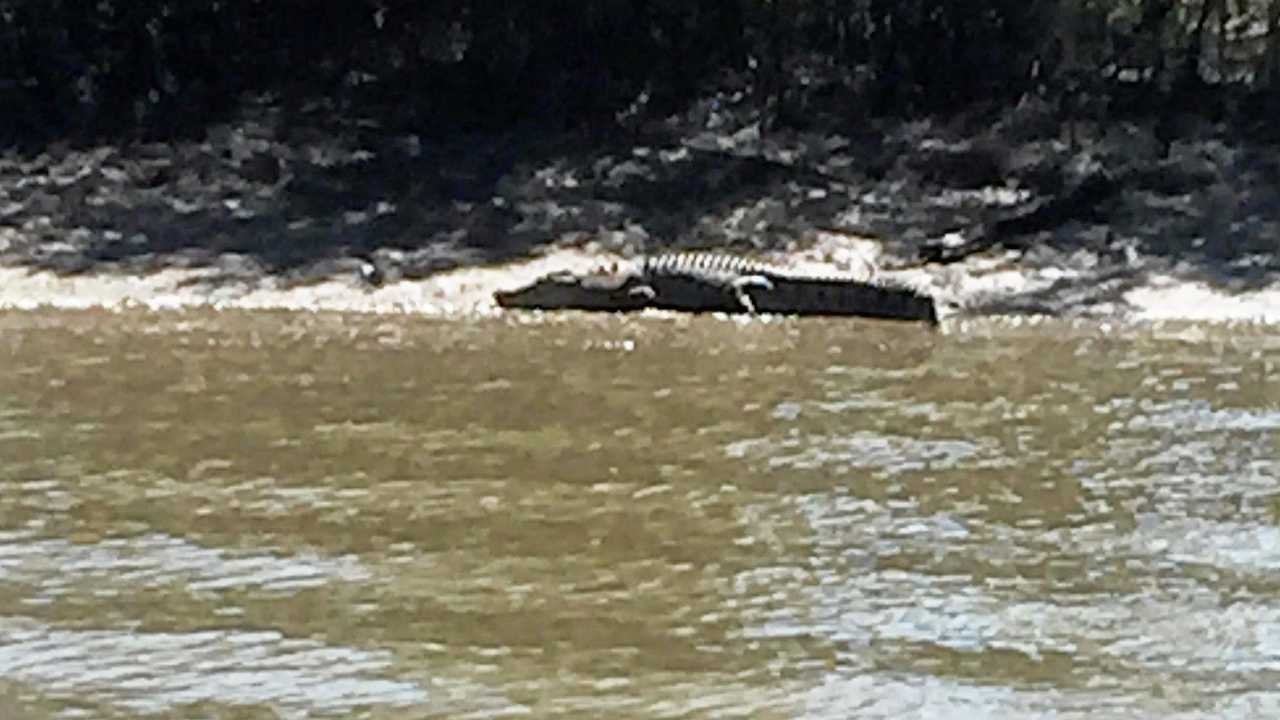 Crikey 4m Croc Spotted Near Kids On Fitzroy River The Courier Mail