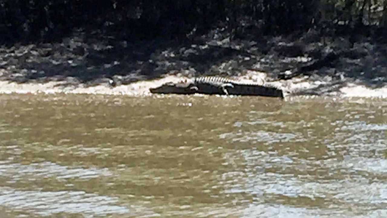 TOO CLOSE FOR COMFORT : The crocodile spotted on Saturday near Rockhampton's Gavial Creek  by local fisherman Mark Smith   (inset). Picture: Contributed