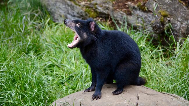 Tasmanian devils at Cradle Mountain in Tasmania, Australia. Picture: Rae Wilson