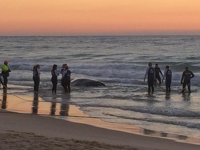 SeaWorld crews at the rescue of a beached baby whale at Palm Beach in Queensland.