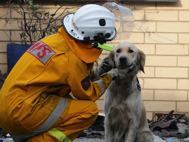 Paracombe and Tea Tree Gully CFS rescue dogs from the Tea Tree Gully Boarding Kennel and Cattery . Pictured Tea Tree Gully CFS Vollunteer Olivia Kricskovics checks on a dog after her crew frees it from the kennel. Picture Dylan Coker