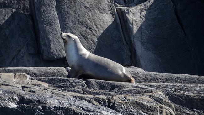 Kangaroo Island/Victor Harbor Dolphin Watch members celebrated their 100th survey from Victor Harbor with a trip to the Pages Islands to see wildlife including the Australian sea lions. Picture: Simon Cross