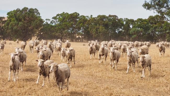 3500 Merino ewes joined to Border Leicesters on had been run on Lots A and B at 884 Warrayatkin Rd.