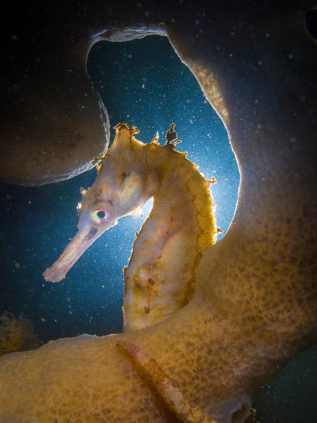 It's back: a harbour seahorse.