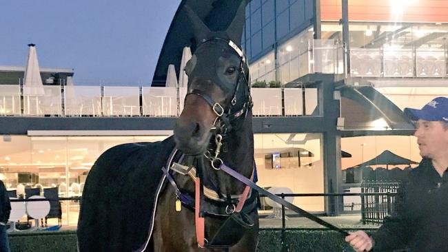 Winx stretched out at Rosehill Gardens Thursday morning ahead of her return to the track at Randwick on Saturday.