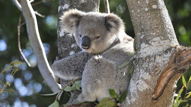 The Department of Planning has been accused of ignoring expert advice on koala protection in Wilton.