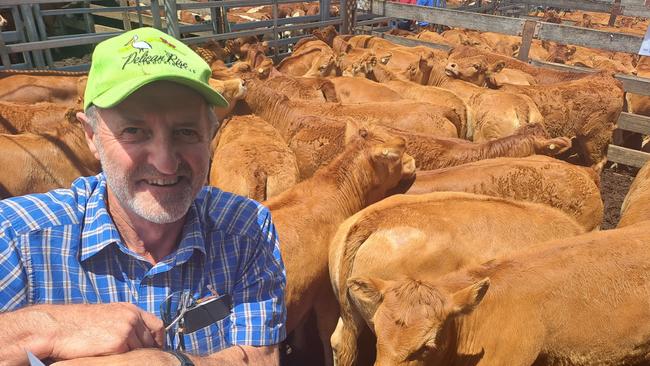 Chris Meade, Pelican Rise Limousins at Colac, paid 424c/kg for 27 of the Innsfail Limousin heifer calves at Hamilton today which weighed 304kg. They will be joined as the Meade’s increase their commercial beef operation which is run alongside their stud.