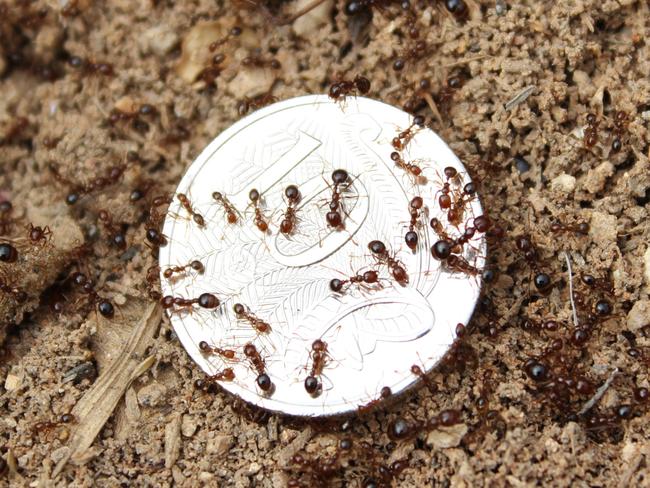 Red imported fire ant nests have been found at Brendale. pine rivers press fire ants