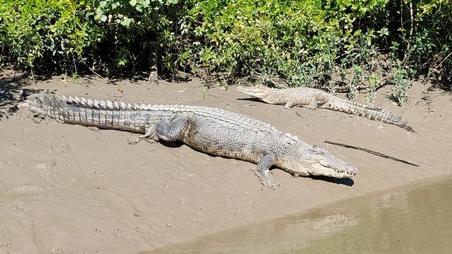 Whitsunday tour guide Mark Norman hoped increased education around Queensland’s crocodiles and the rivers they inhabit would decrease the need to ‘run around in fear’ ‘vilifying’ the protected species. Picture: Supplied.