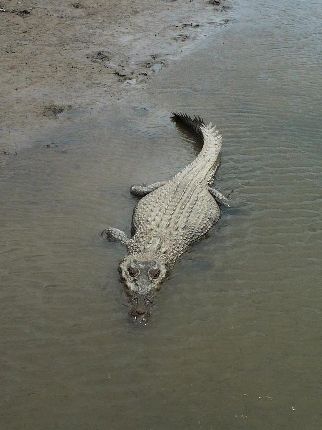 A large crocodile on the bank of the Mowbray River. Picture: Brendan Radke