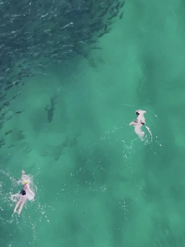 She quickly swam away and joined her companion. Picture: DroneSharkApp.