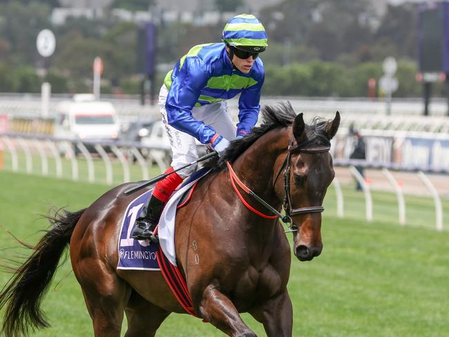 Modown on the way to the barriers prior to the running of the The Amanda Elliott at Flemington Racecourse on November 11, 2023 in Flemington, Australia. (Photo by George Sal/Racing Photos via Getty Images)