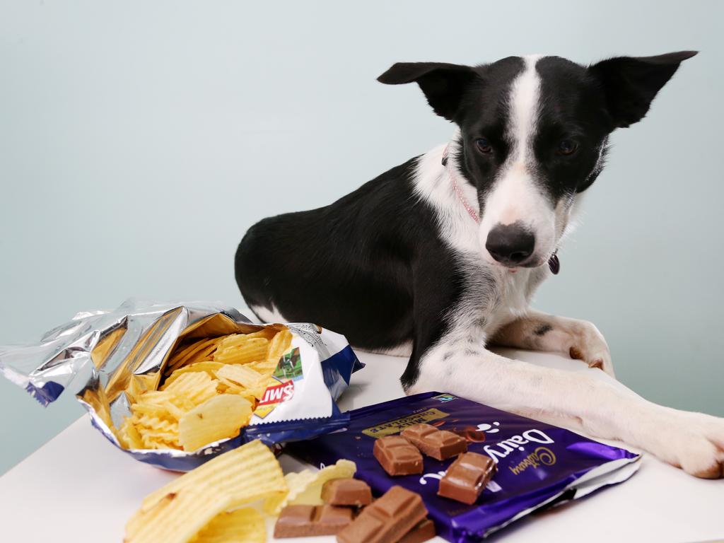 Pepper the border collie looks at food that’s bad for dogs. Picture: Stewart McLean