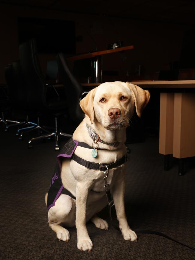 Launch of Zoey the court dog who will take up a role at the Federal Circuit and Family Court in Hobart. Picture: Nikki Davis-Jones