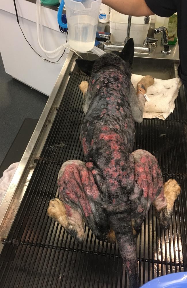 Moo is a cattle dog that was mistreated on the Gold Coast. Photo: RSPCA