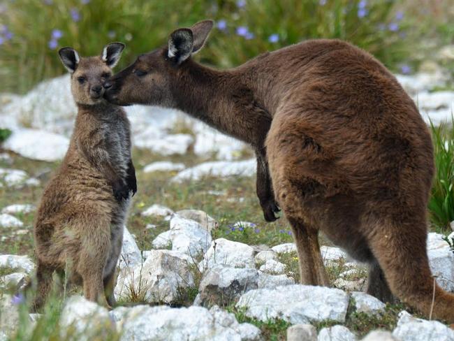 Supplied image obtained Monday, Jan 30, 2017 of two kangaroos getting cuddly on Kangaroo Island, off the south coast of South Australia. The sub-species of Western Grey kangaroos is endemic to the island. (AAP Image/Kangaroo Island Odysseys) NO ARCHIVING, EDITORIAL USE ONLY