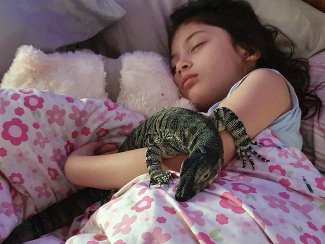 Snuffy the lace monitor lizard went missing from his Andergrove home in January 2025. He loves cuddling. Picture: Supplied