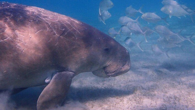 Elwyn James Mann is charged with illegally killing two dugong in waters off Clairview in 2018.