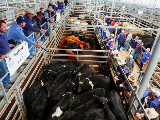 In two minds: The cattle market has started to split into price tiers based around weight and condition.