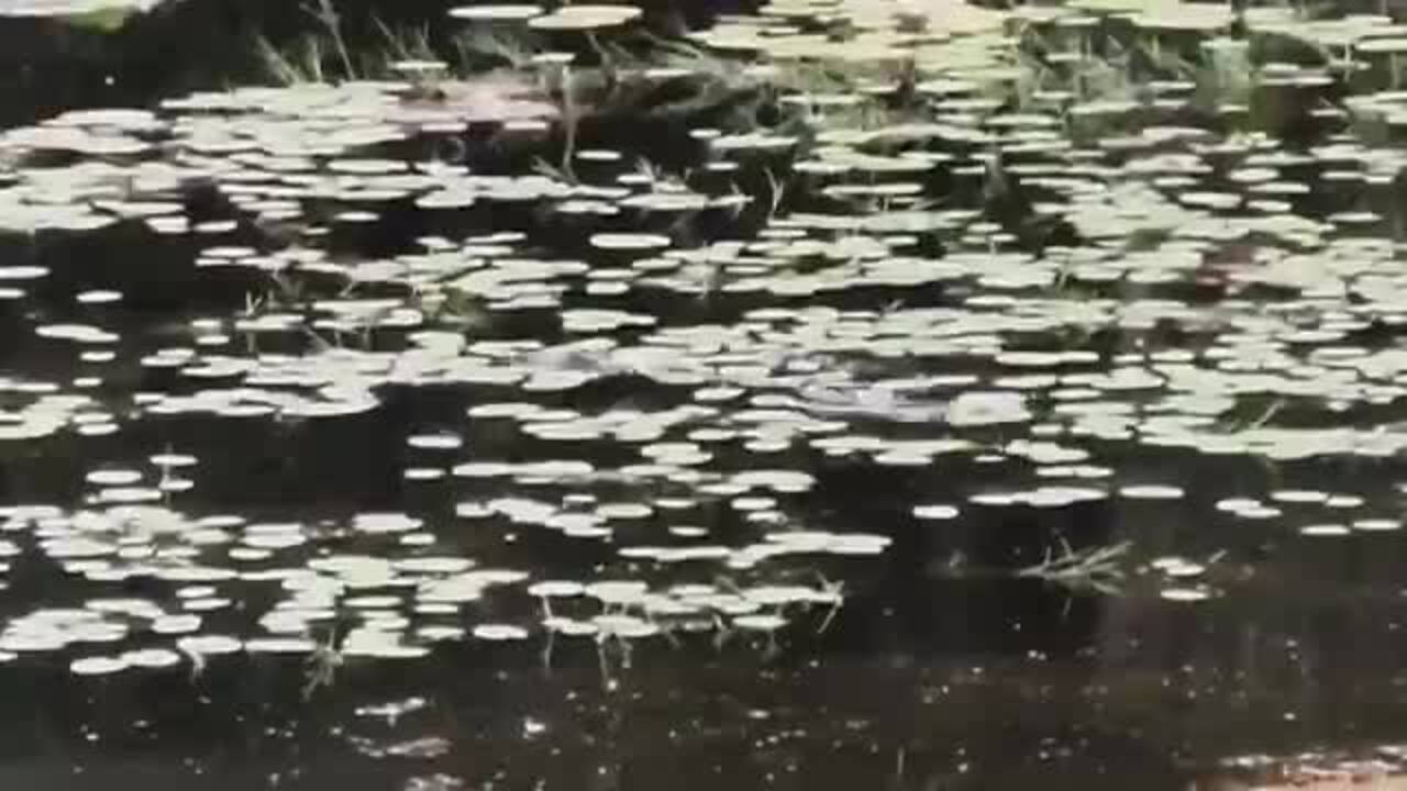 Croc on the loose in Marlow Lagoon