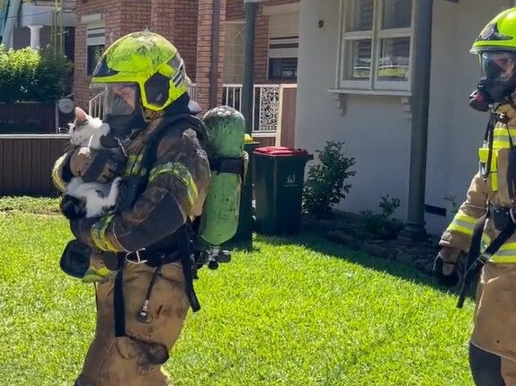 The cat being rescued from the burning building