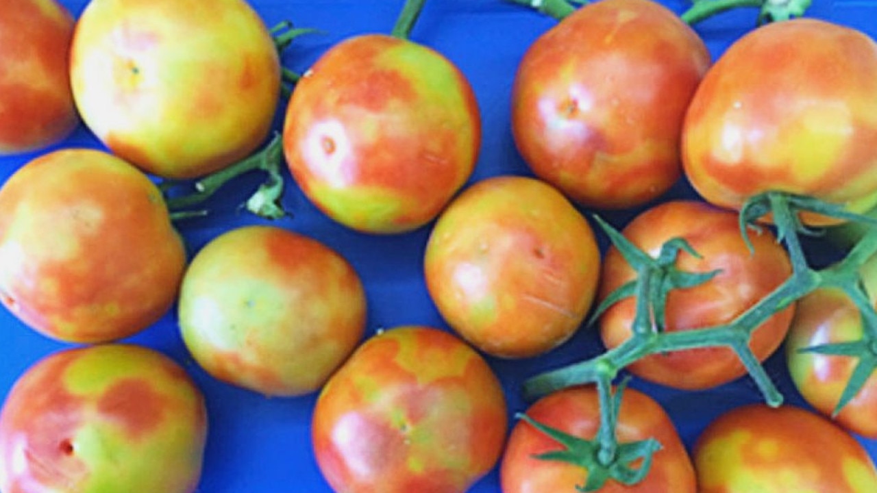 Examples of fruit affected by tomato brown rugose fruit virus. Picture: Department of Primary Industries