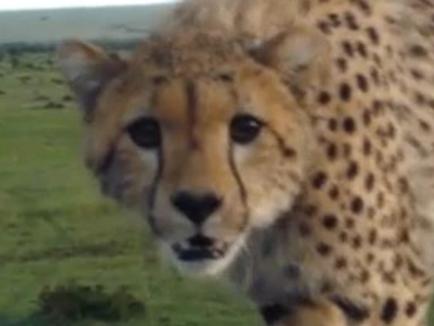 Cheetah falls into safari vehicle