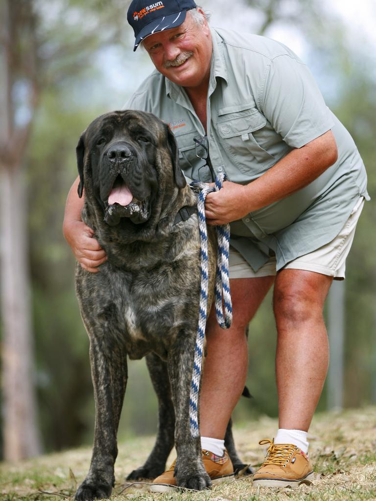 english mastiff big dogs