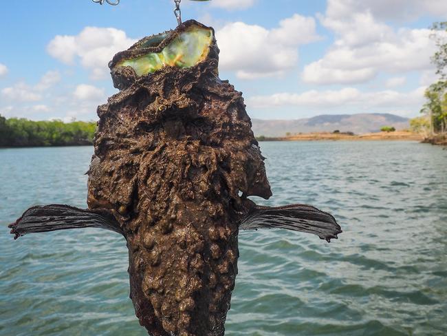 A stonefish caught in Crocodile Creek on Monday