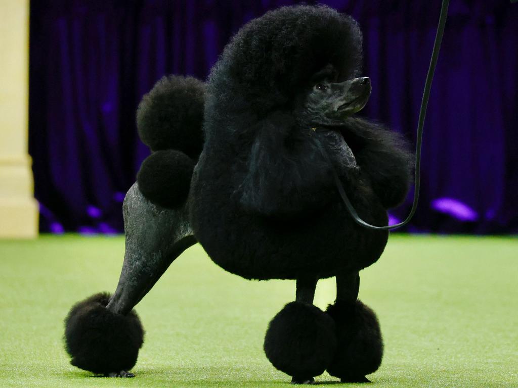Looking every inch the regal winner, Sage strikes a pose prior to being named best in show. Picture: Kena Betancur/AFP