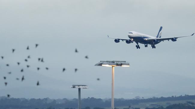 The first charter flight from Uruguay lands at Melbourne Airport. Picture: Darrian Traynor/Getty Images