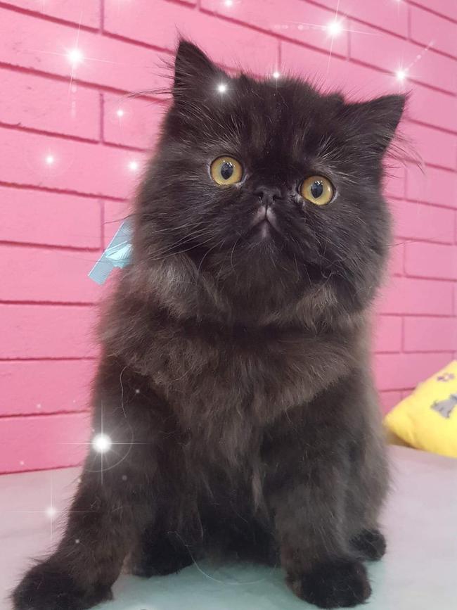 Gucci Midnight having a pamper. Picture: Darwin Pet Spa