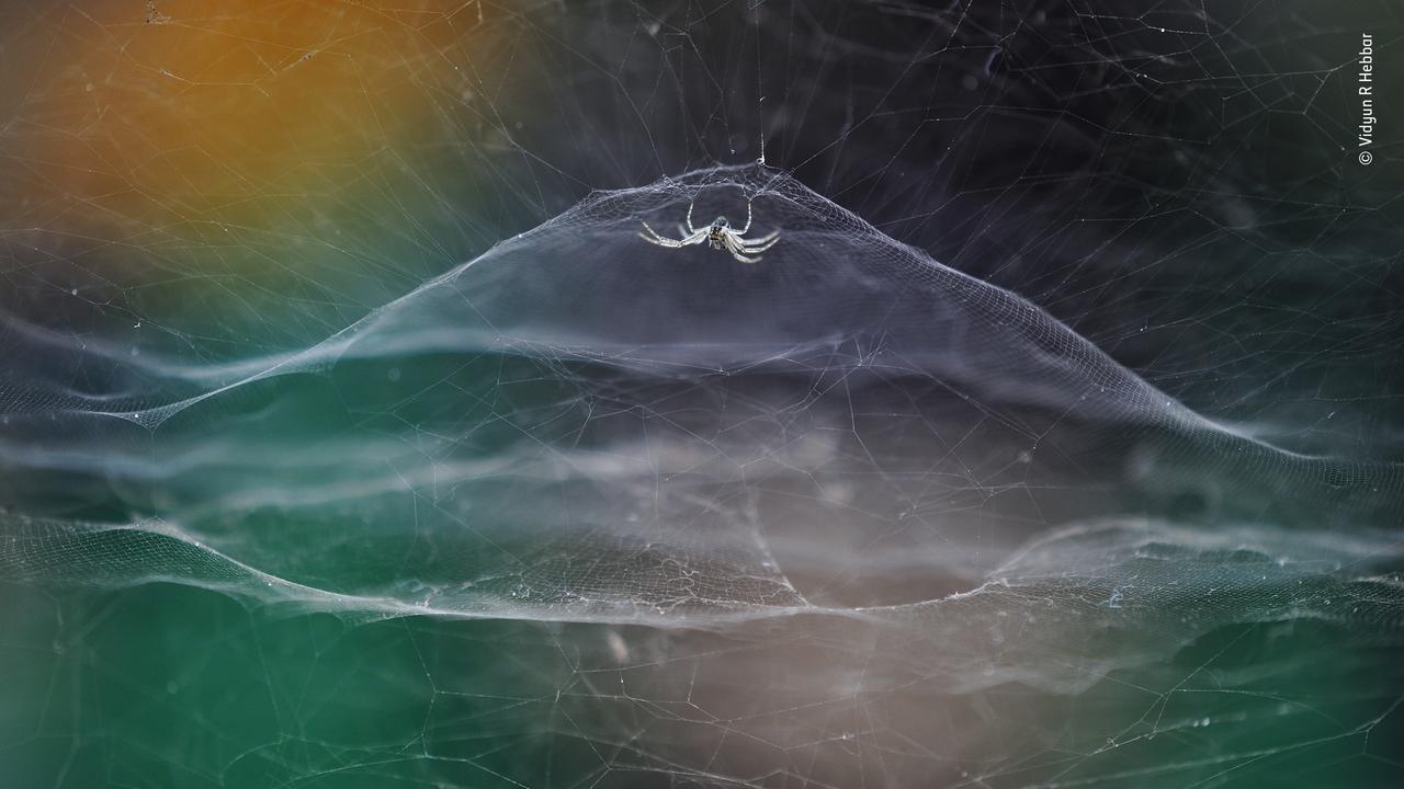 Exploring his local theme park, Vidyun found an occupied spider’s web in a gap in a wall. Picture: Vidyun R Hebbar/Wildlife Photographer of the Year