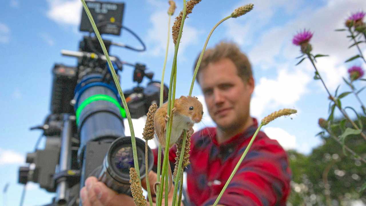 Cameraman Jonathan Jones focuses   on a harvest mouse. Filming the smallest rodent in Europe for Planet Earth II required specialised "scope'' lenses. Picture: Chadden Hunter