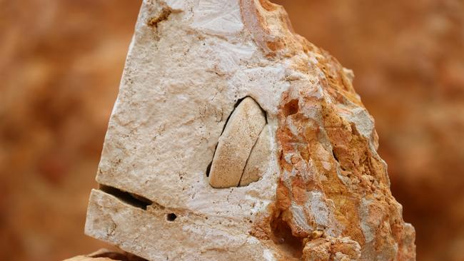 A rare perotrochus fossil has been found at a quarry just outside Mount Gambier. Picture: Tait Schmaal.