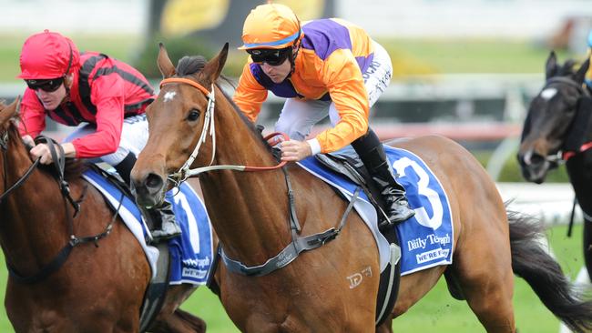 Swear steps up to 2000m in the Spring Champion Stakes. Picture: Simon Bullard