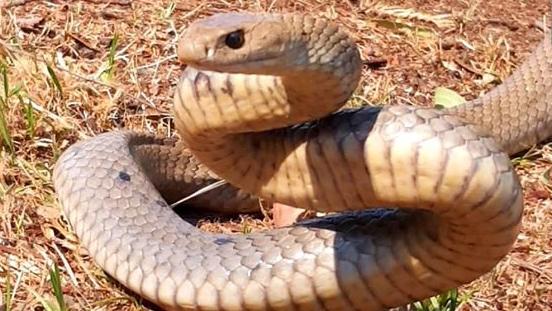 A large eastern brown snake caught at Ormeau on Sunday. Picture: Gold Coast and Brisbane Snake Catcher