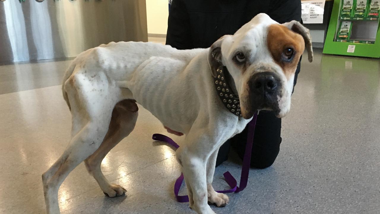 The RSPCA was unable to save severely malnourished dog, Cleveland.