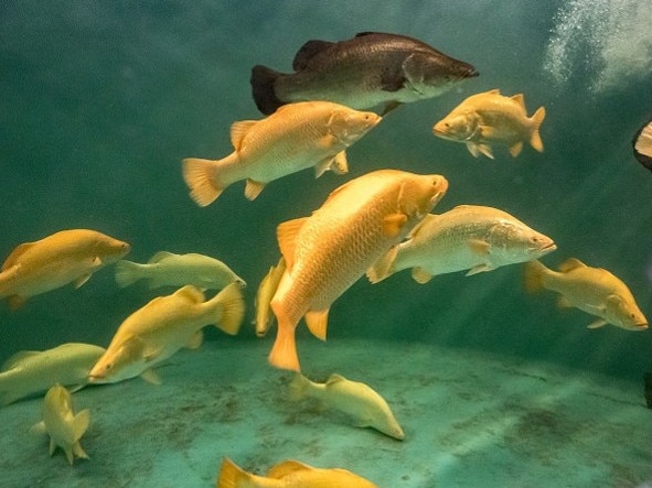 James Cook University and Mainstream Aquaculture are selectively breeding golden barramundi to provide a new fish product for consumers. Picture: Mainstream Aquaculture