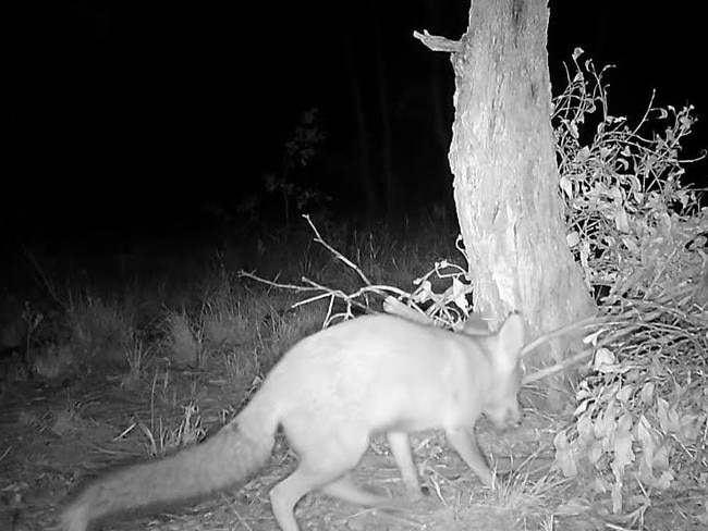 A fox caught on CCTV footage in Dubbo. Photo: Cassie O'Neill.