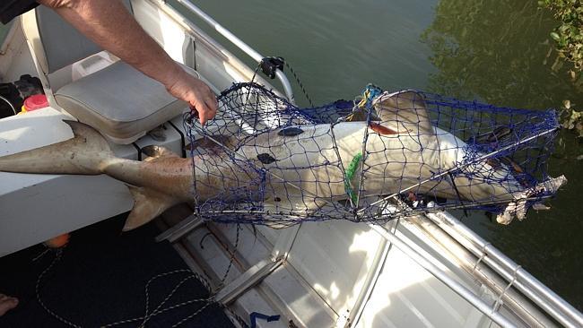 Paul van Bruggen removes a large 1.5-2m shark that he caught in his crab pot along the El