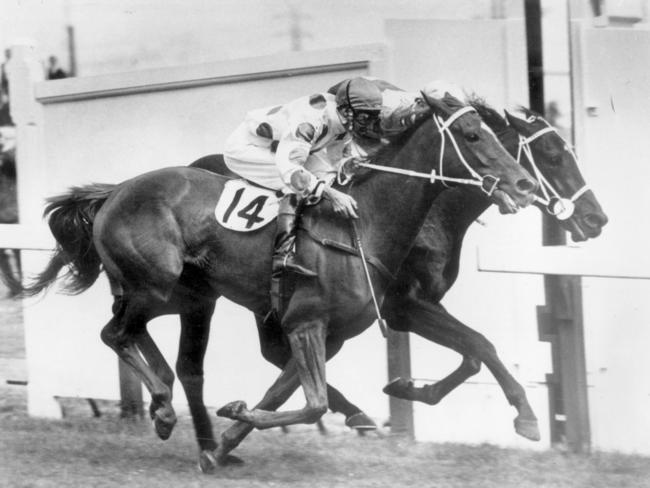 1965 Melbourne Cup finish. jockey Roy Higgins on "Light Fingers" (outside) edges out "Ziema" in a close finish. a/ct sport horseracing action