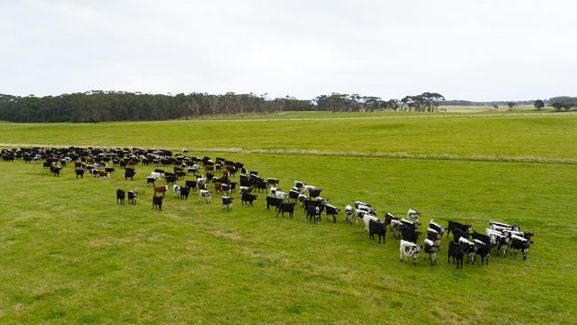 ‘Westmore’ finishes around 6,500 cattle a year, runs a breeding herd of 250 self-replacing cows and is used for dairy beef cattle agistment.