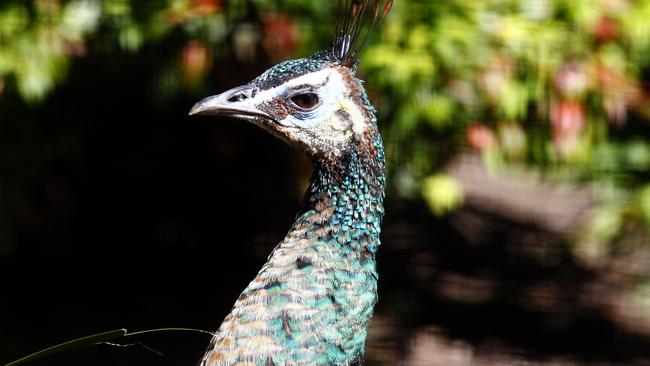 Auburn Botanic Gardens’ resident peacock.