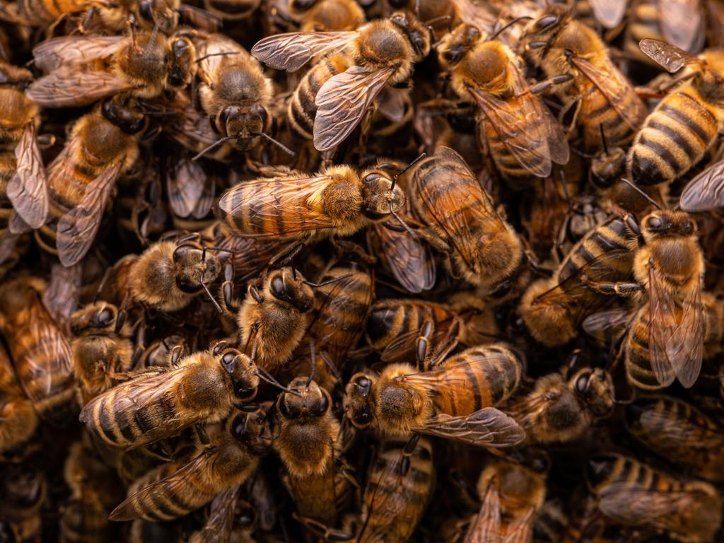 British photographer Lucy Monckton was the competition’s youth winner. She cautiously walked into the centre of the swarm, where thousands of bees were crowding over a branch. Remaining calm while hundreds of bees crawled over her, she captured this intimate image of them working. Picture: Lucy Monckton/Nature TTL