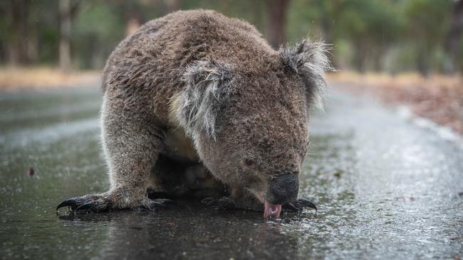 A koala in Belair National Park drinks rain off the road as desperately needed rain falls in South Australia. Picture: Brad Fleet