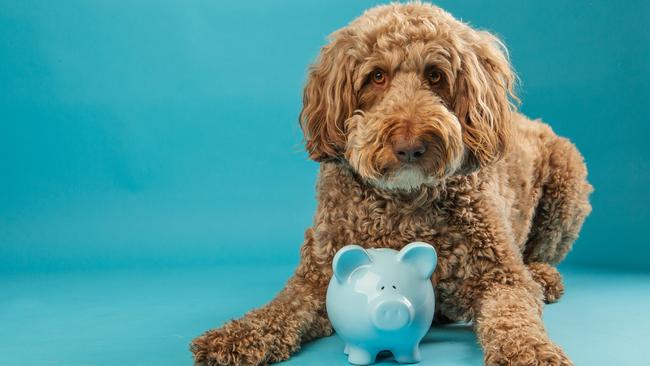 Large soft dog laying with piggy bank on blue studio background