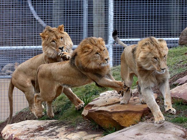 First look at the lion and cheetah enclosures inside Sydney Zoo in Bungarribee in Sydney's west, the first zoo to open in Sydney in over 100 years. Four lion siblings brought in from Taronga Western Plains Zoo in Dubbo get familiar with their new surroundings. Brothers Virunga, Sheru and Bakari make themselves comfortable. Picture: Toby Zerna