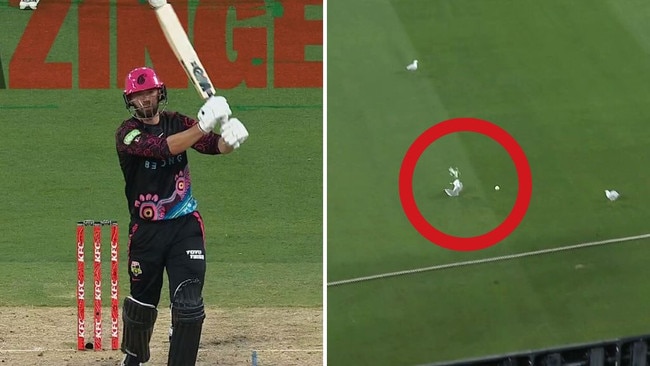 Seagull hit by cricket ball at the MCG.